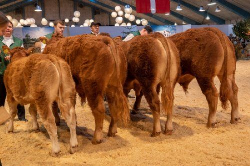 Bedømmelse  - Bedste yngre tyr skal findes – det blev Birkely Soprano (nr 2 fra venstre), fra Krogens Limousine, Ferritslev Fyn 