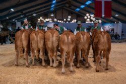 Bedømmelse  - Kvier 8-10 mdr. Fløjvinder Thomsen Top (tv), fra Thomsen Limousine, Erslev