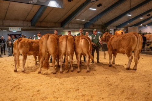 Bedømmelse  - Kvier 21-24 mdr. Fløjvinder Birkely Soffi (nr. 2 fra venstre), fra Grunnet Limousine, Billund