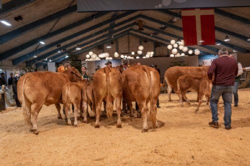 Bedømmelse  - Køer 3-5 år m. kalv. Fløjvinder Grunnet Orakel (tv), fra Egs Limousine, Karby