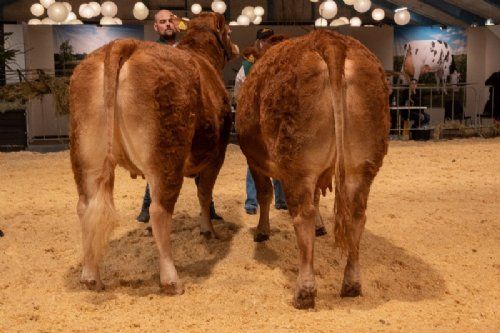 Bedømmelse  - Køer 3-5 år u. kalv. Fløjvinder Thomsen Perle (tv), fra Thomsen Limousine, Erslev