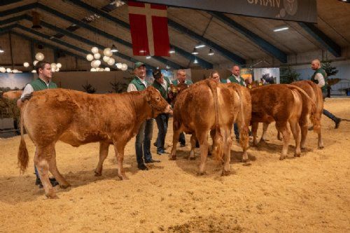 Bedømmelse  - Bedste yngre kvie skal findes – det blev Søgaard, fra Simon Kusk, Thisted