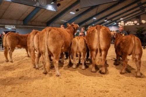 Bedømmelse  - Bedste ko skal findes – det blev Lindegaarden Kitty (th), fra Lindegården Limousine, Randers