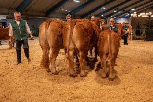 Bedømmelse  - Bedste hundyr skal findes – det blev Birkely Soffi (tv), fra Grunnet Limousine, Billund