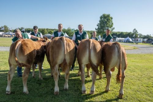 Bedømmelse torsdag - Bedømmelsen af tyre i alderen 6-8 mdr. var let, for der var kun én, Bøge Storm PP (tv) fra Birgit Bøge, Vinderup.  Tyre i alderen 8-10 mdr. er på samme billede. Fløjvinder blev Engvang Sultan (nr. 2 fra venstre) fra Mads Simonsen, Rønde