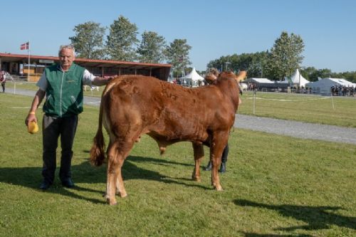 Bedømmelse torsdag - Tyre 12-14 mdr. Kun én tyr i holdet, Ingersminde Sergent fra Jan Larsen, Brovst 