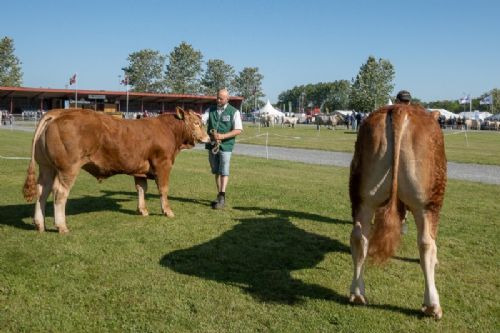 Bedømmelse torsdag - Tyre 16-18 mdr. Fløjvinder Randers San Di Ego fra Freddie L Christiansen, Randers