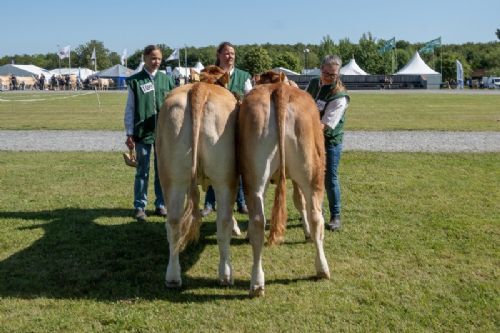 Bedømmelse torsdag - Kvier 10-12 mdr. Fløjvinder Eg’s Saga fra Hanne Eg Østergaard, Karby