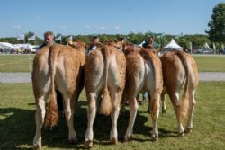 Bedømmelse torsdag - Kvier 16-18 mdr. Fløjvinder Birkely Soffi fra Grunnet Limousine, Billund