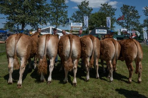 Bedømmelse torsdag - Kvier 18-21 mdr. Fløjvinder Birkely Renæssance fra Jakob Ravn, Thorsø