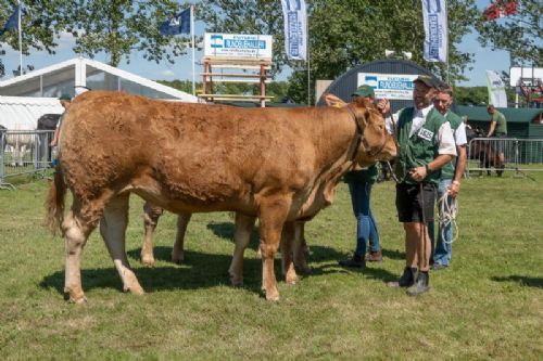 Bedømmelse torsdag - Kvier 27-30 mdr. Kun eet dyr stillede op, Bøgely Ronja fra Bøgely Limousine, Brørup