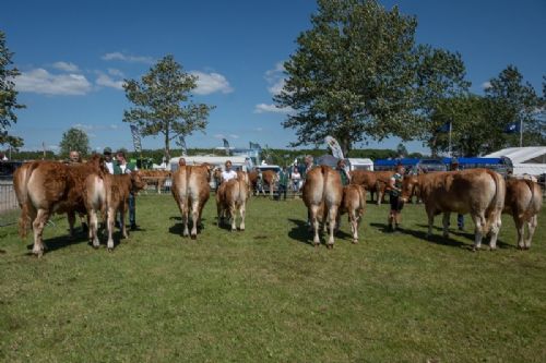 Bedømmelse torsdag - Køer 3-5 år m. kalv. Fløjvinder Sdr.Skovs.Pauline fra Mathias Nymann Olsen, Haarby