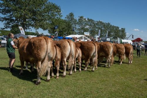 Bedømmelse torsdag - Køer over 5 år m. kalv. Fløjvinder Bøgely Luca fra Bøgely Limousine, Brørup