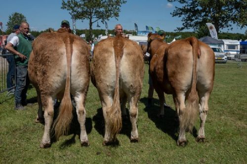 Bedømmelse torsdag - Køer 3-5 år u. kalv. Fløjvinder Gulleruplund Olivia fra Jens Josefsen, Nykøbing M