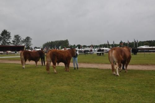 Bedømmelse - Tyre 16-18 mdr. 18-21 mdr. og 24-30 mdr. (én i hver gruppe) Én tyr, Hammel Japon fra Bøgely & Risvang Limousine, 6650 Brørup Én tyr, nr. 235 fra Per Lynge Laursen, Arden Én tyr, Bakkens Haricot fra Østermarkens Limousine, Bredebro