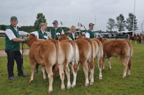 Bedømmelse - Kvier 6 - 8 mdr. Fløj til Grunnet Jackpot fra Grunnet Limousine v/Søren Grunnet, Billund