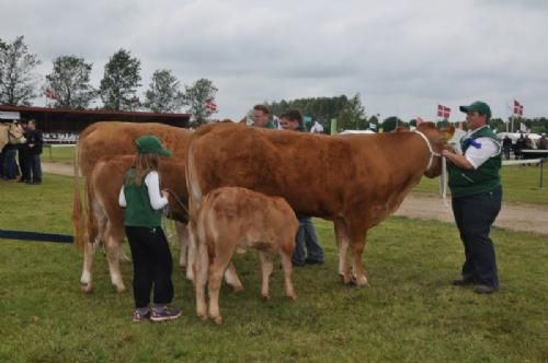 Bedømmelse - Køer under 3 år med kalv Fløj til Granly Gucci fra Granly Limousine v/Bent Schultz Kloster, Vojens