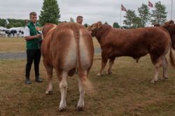 Bedømmelse - 12,15 Tyre 18-21 mdr. En tyr i holdet (tv), Gandrup Magne fra Per Laursen, Arden