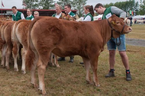 Bedømmelse - 12,23 Kvier 10 - 12 mdr. En kvie i holdet, Skovlyst Nadia fra Mathias Nymann Olsen, Haarby