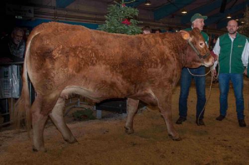 Bedømmelse - Køer 3-5 år u. kalv – kun eet dyr: Jocaste fra Anders Lange, Mørke