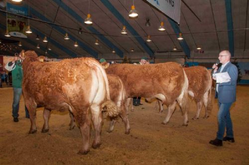 Bedømmelse - Køer 3-5 år m. kalv – fløj til Lindegaarden Kitty fra Lindegaarden Limousine, Randers