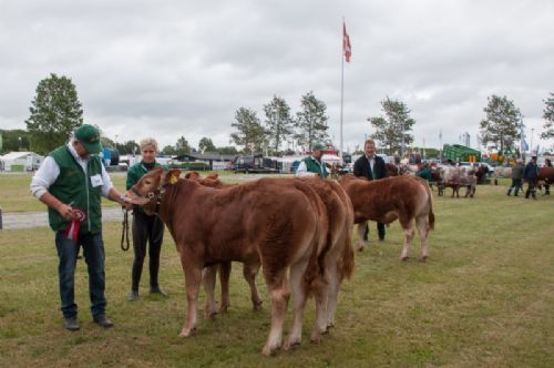 Bedømmelse - 12-11 Tyre 5-6 mdr. Én tyr i holdet (tv) Nordbygaardens Pedro fra Flemming Pedersen, Børkop  (Hold 12,12 også med på billedet)