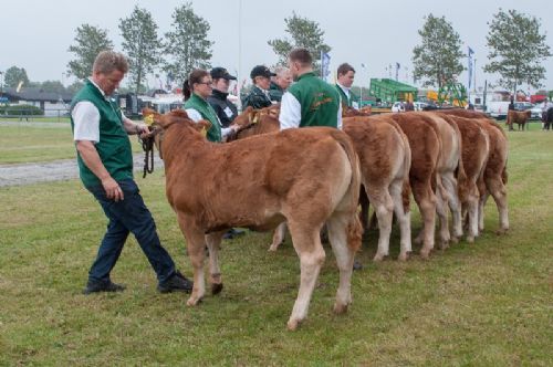 Bedømmelse - 12,21 Kvier 5-6 mdr.  Én kvie i holdet, Grunnet Paprika P fra Søren Grunnet, Billund  (Hold 12,22 også med på billedet)