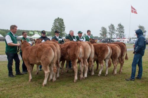 Bedømmelse - 12,22 Kvier 6-8 mdr. Fløj (nr. to fra venstre) Gandrup Olympia fra Michelle Høyer og Simon Smidt, Ferritslev Fyn