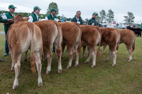 Bedømmelse - 12,23 Kvier 8-10 mdr. Fløj (tv) til Thomsen Olympia fra Kristen Thomsen, Erslev