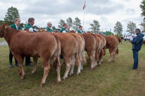 Bedømmelse - 12,25 Kvier 12-14 mdr. Hele holdet af kvier i katalognummerorden. Fløjvinderen kommer på næste billede.