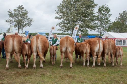 Bedømmelse - 12,34 Køer over 5 år med kalv Resten af holdet af køer over 5 år med kalv