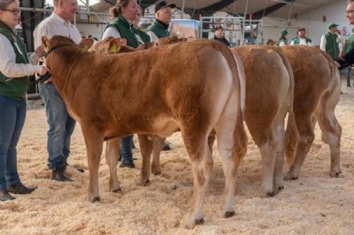 Bedømmelse - Kvier 8-10 mdr. Fløjvinder (tv) Krogens Star fra Krogens Limousine, Ferritslev Fyn