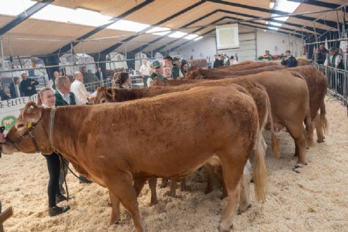 Bedømmelse - Ko m. kalv 3-5 år. Placeringen er afgjort. Fløjvinder (forrest) Egsgaard Osaka fra Egsgaard Limousine, Brørup