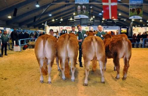 Bedømmelsen torsdag - Kvier 14-16 måneder. Fløj til Karensminde Ilva fra Søren Hedegaard Jensen