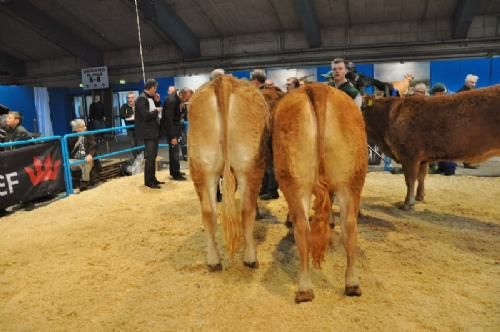 Bedømmelsen torsdag  - Holdet med kvier 18-21 måneder er Kjeldgaard Iris fra Kirsten Levinsen på fløj