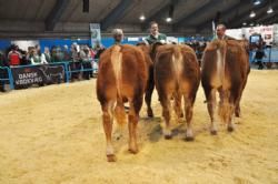 Bedømmelsen torsdag  - Tyre 10-12 måneder. Fløj Kjeldgaard Kornelius fra Kirsten Levinsen