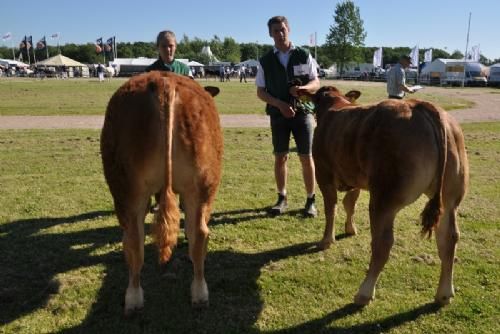 Bedømmelsen - Tyre 6 - 8 mdr. Fløj (tv) til Engkjær Kilimanjaro, fra Engkjær Limousine v/Jan Winum Povlsen, Brørup