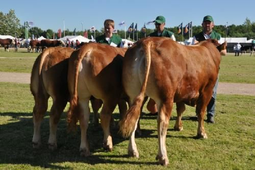 Bedømmelsen - Tyre 10 - 12 mdr. 12-14 mdr. og 14-16 mdr. Én tyr, Skovlyst Kalle fra Mathias Olsen, Haarby Én tyr, Klegvanggård Kenzoo P fra Klegvanggård Limousine v/ Erik Kjær Carstensen, Brørup Én tyr, 36364-01026 fra Jens Christian Jensen, Brønderslev