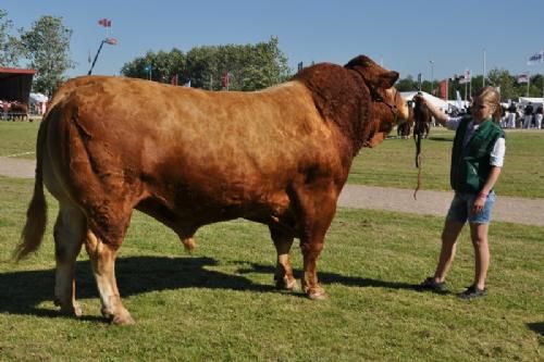 Bedømmelsen - Tyre over 36 mdr. Fløj til Vario B fra Kærsgaard Limousine v/Jesper Kragelund, Skørping (ikke hele holdet på foto)