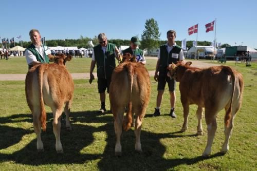 Bedømmelsen - Kvier 5 - 6 mdr. Fløj (tv) til Grunnet Lotus fra Grunnet Limousine v/Søren Grunnet, Billund