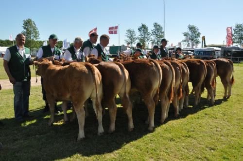 Bedømmelsen - Kvier 6 – 8 mdr.  Fløj (tv) til Lindegaarden Kolibri fra Allan Kragh Madsen, Randers SV 