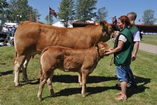 Bedømmelsen - Køer under 3 år med kalv Én ko Gandrup Hertha fra Sønderlund Limousine, Hals