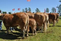 Bedømmelsen - Køer over 5 år med kalv Gruppefoto fra før rangering