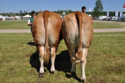 Bedømmelsen - Køer 3 - 5 år uden kalv Fløj (tv) til Kodal Gamie fra Kodal Limousine v/ L og U Black Sinkjær, Spjald