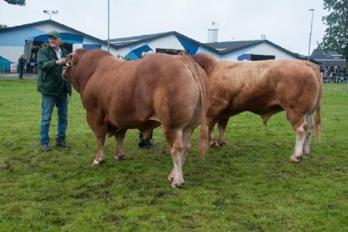 Bedømmelsen - 12,17 Tyre over 3 år Fløj (th) til Vario B fra Borre Limousine & Kærsgaard Limousine v/Jesper Kragelund, Skørping