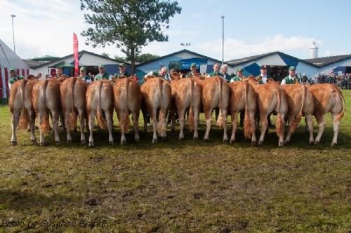 Bedømmelsen - 12,26 Kvier 14 - 16 mdr. Fløj (tv) Bøgely Luca fra Bøgely Limousine v/ Tommy Jessing, Brørup 