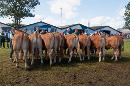 Bedømmelsen - 12,27 Kvier 16 - 18 mdr. Fløj (tv) til Damgaard Lotus P fra Damgaard Limousine v/ Karsten Laursen, Juelsminde