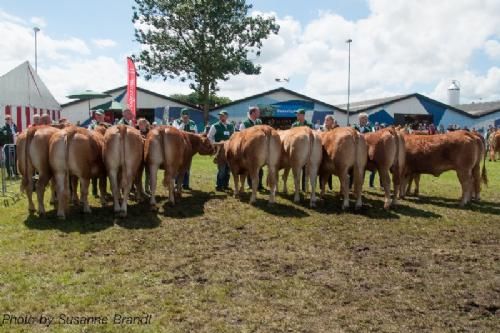 Bedømmelsen - 12,28 Kvier 18 - 21 mdr. Fløj (tv) til Lindegaarden Kitty fra Allan Kragh Madsen, Randers SV