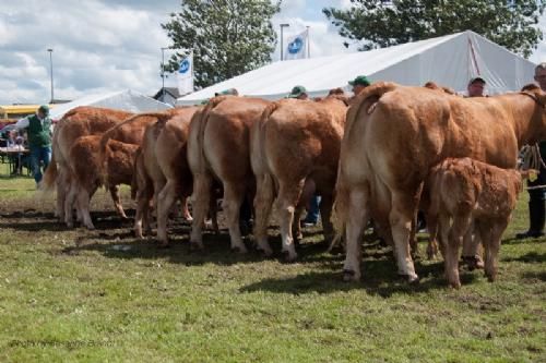 Bedømmelsen - 12,34 Køer over 5 år med kalv Fløj (tv) til Borre Flica fra Bøgely Limousine v/ Tommy Jessing, Brørup