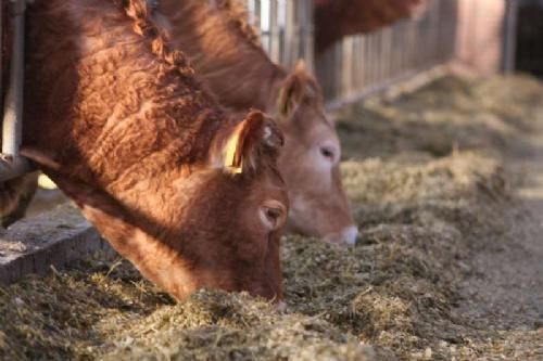 Åbent Hus - Jens Christian fodrer med majsensilage, og alle Limousiner, der slagtes leveres til Limousine Unik ApS.